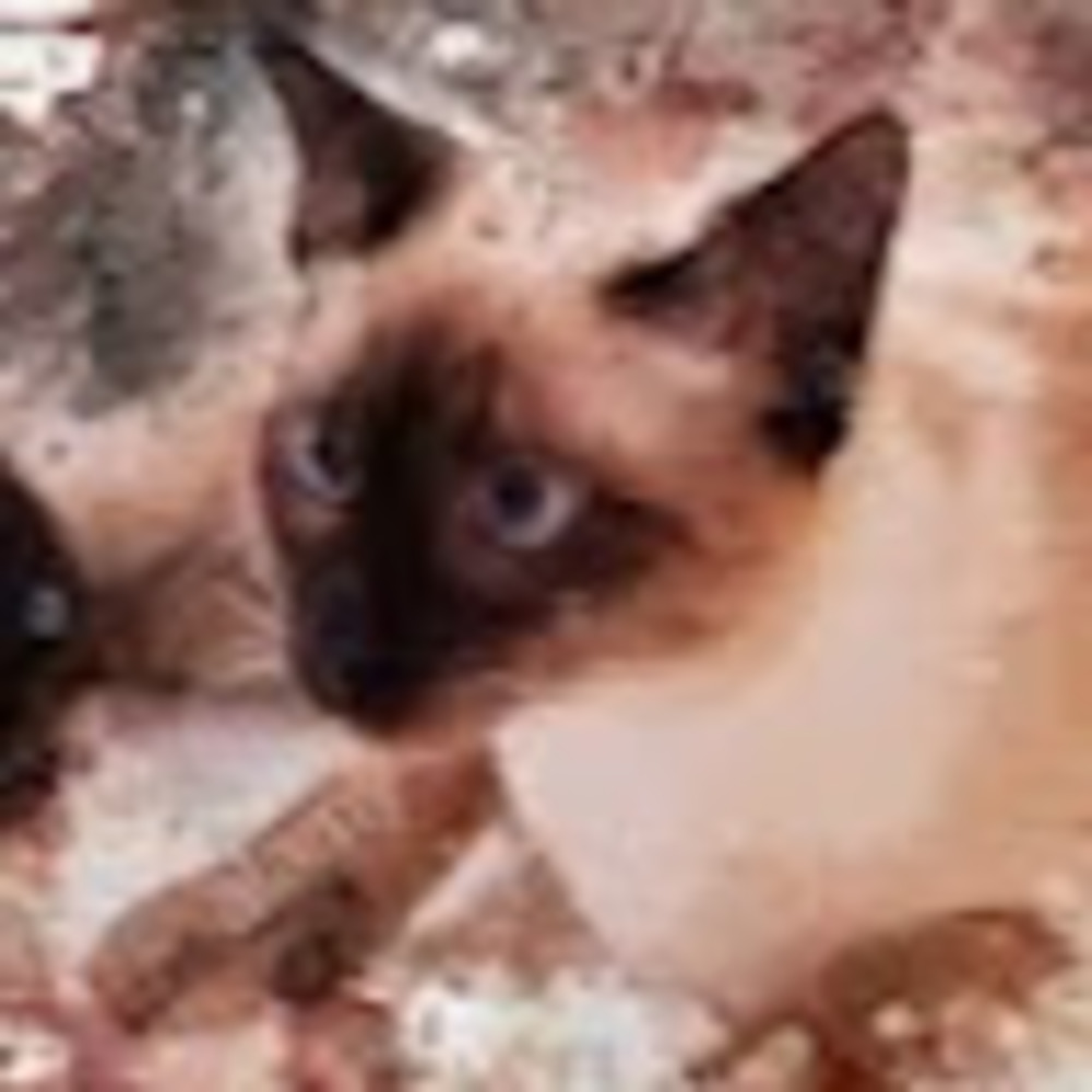 Meet your Posher, Cadence